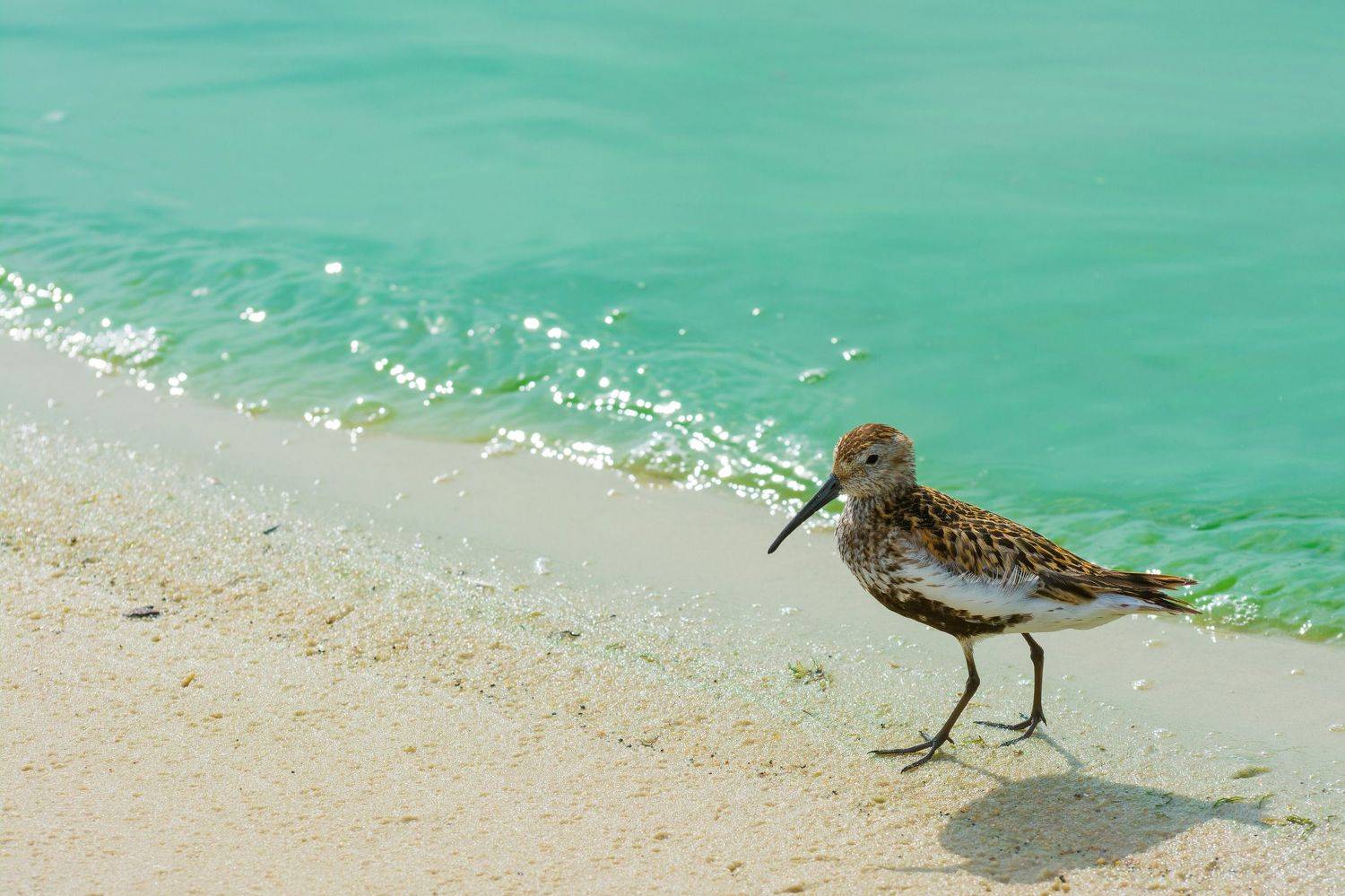 чернозобик, кулик, птицы, фотоохота, воронеж, Денис Воронов