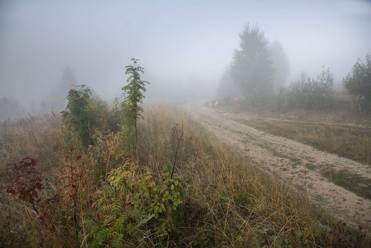 , Александр  Швачко