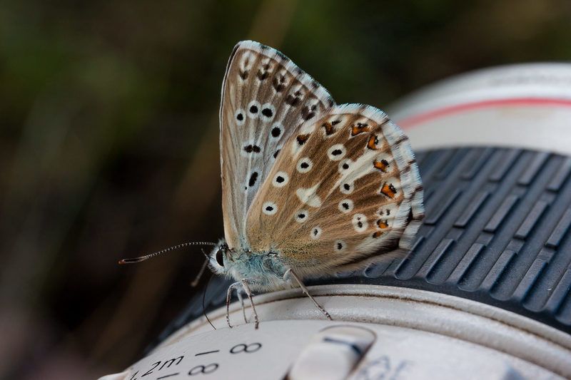 wildlife, insects,butterfly, насекомые, бабочка, голубянка, икар, common blue Фотографиня фото превью