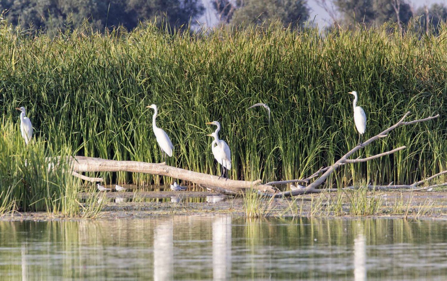 заповедник,дельта волги., Анатолий Салтыков