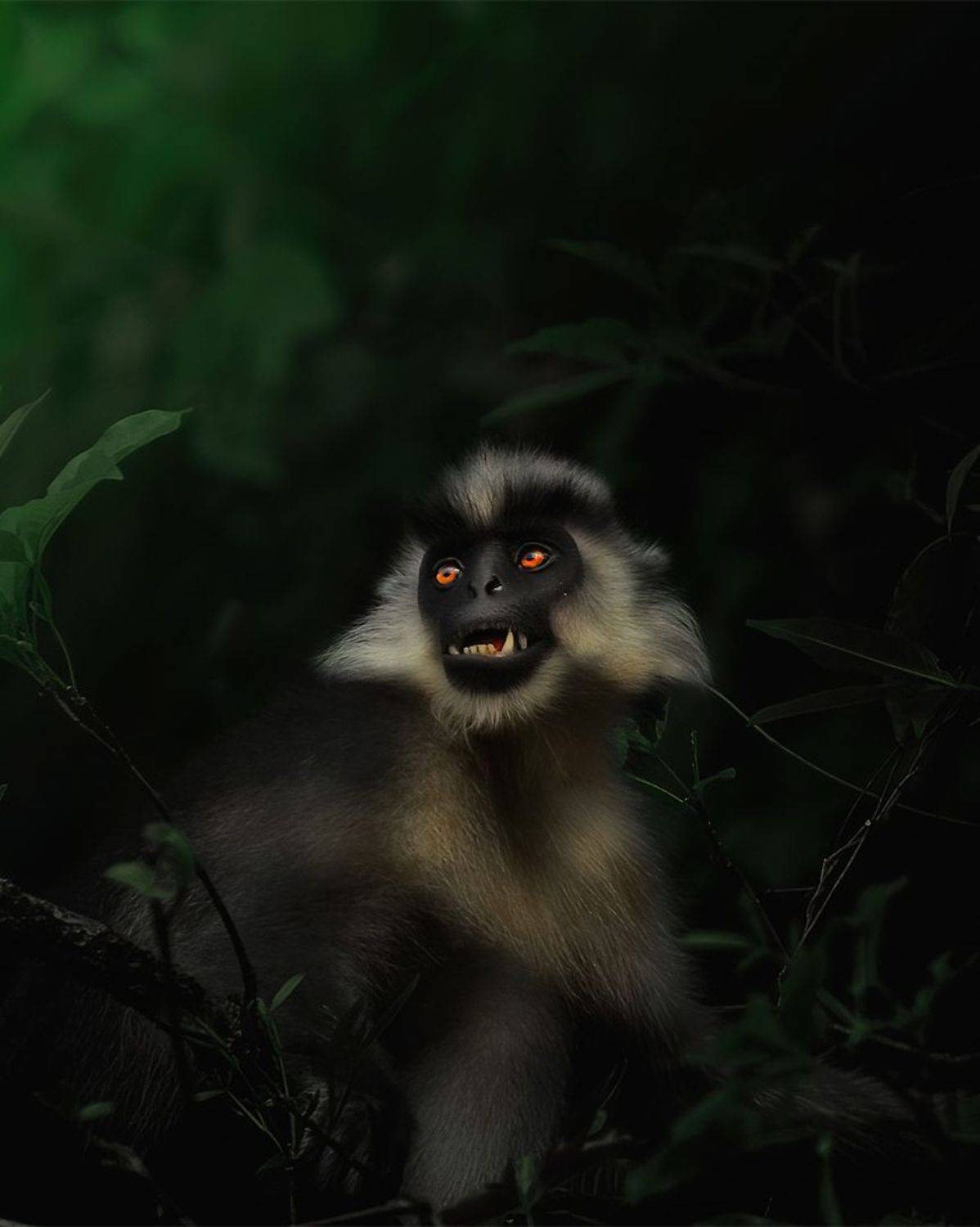 langoor, animal, nature, habitat, wildlife, art, Jayanta Guha