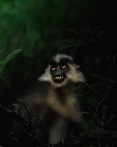 Capped Langoor