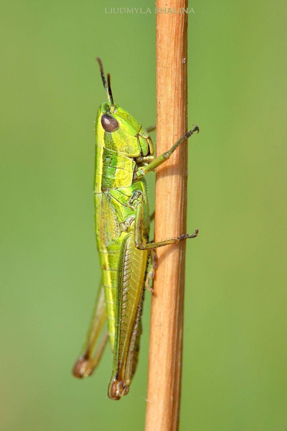 , Людмила Шалина