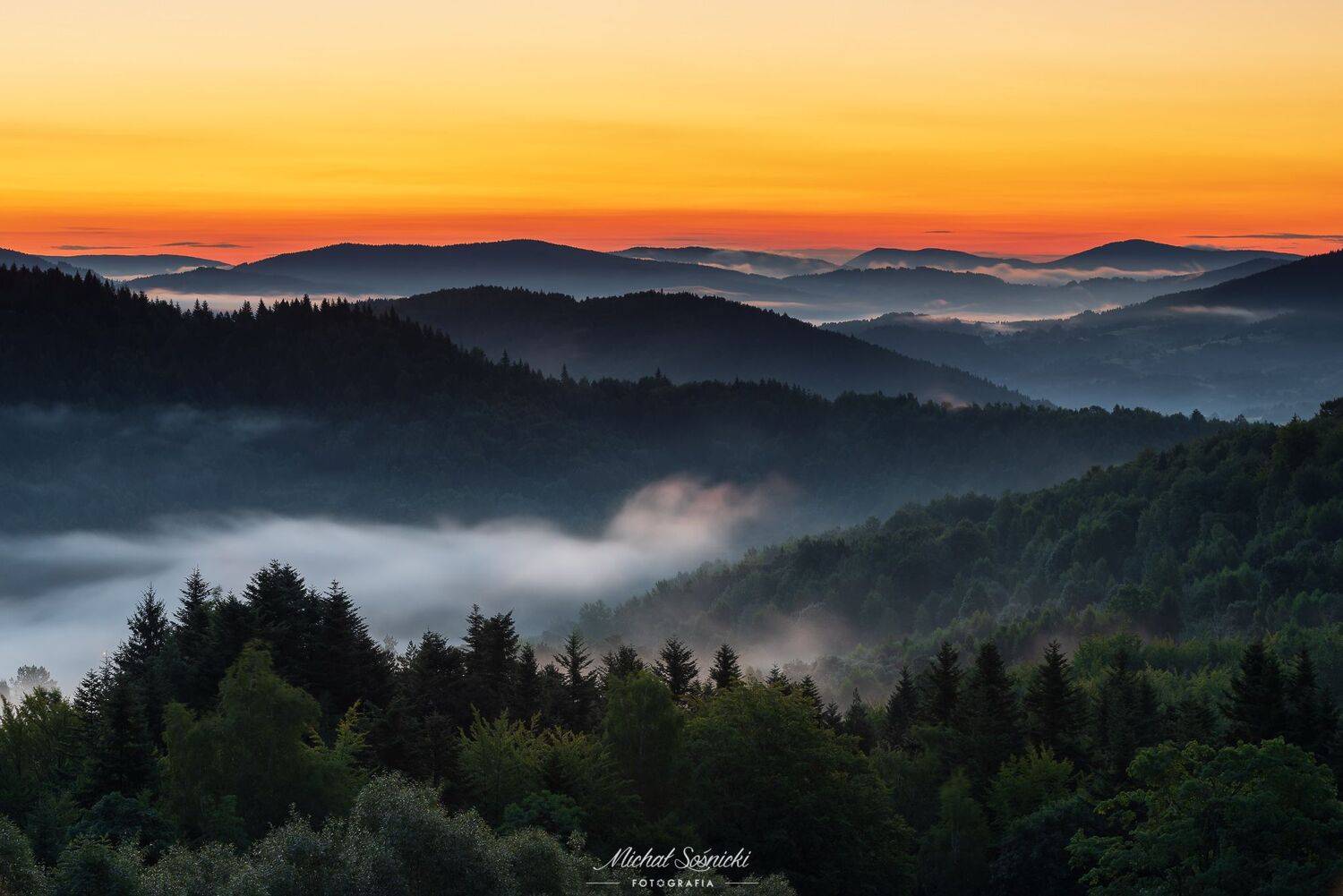 #tree #laser #fog #foggy #wood #nature #amazing #earth #pics #photo #best #poland, Michał Sośnicki