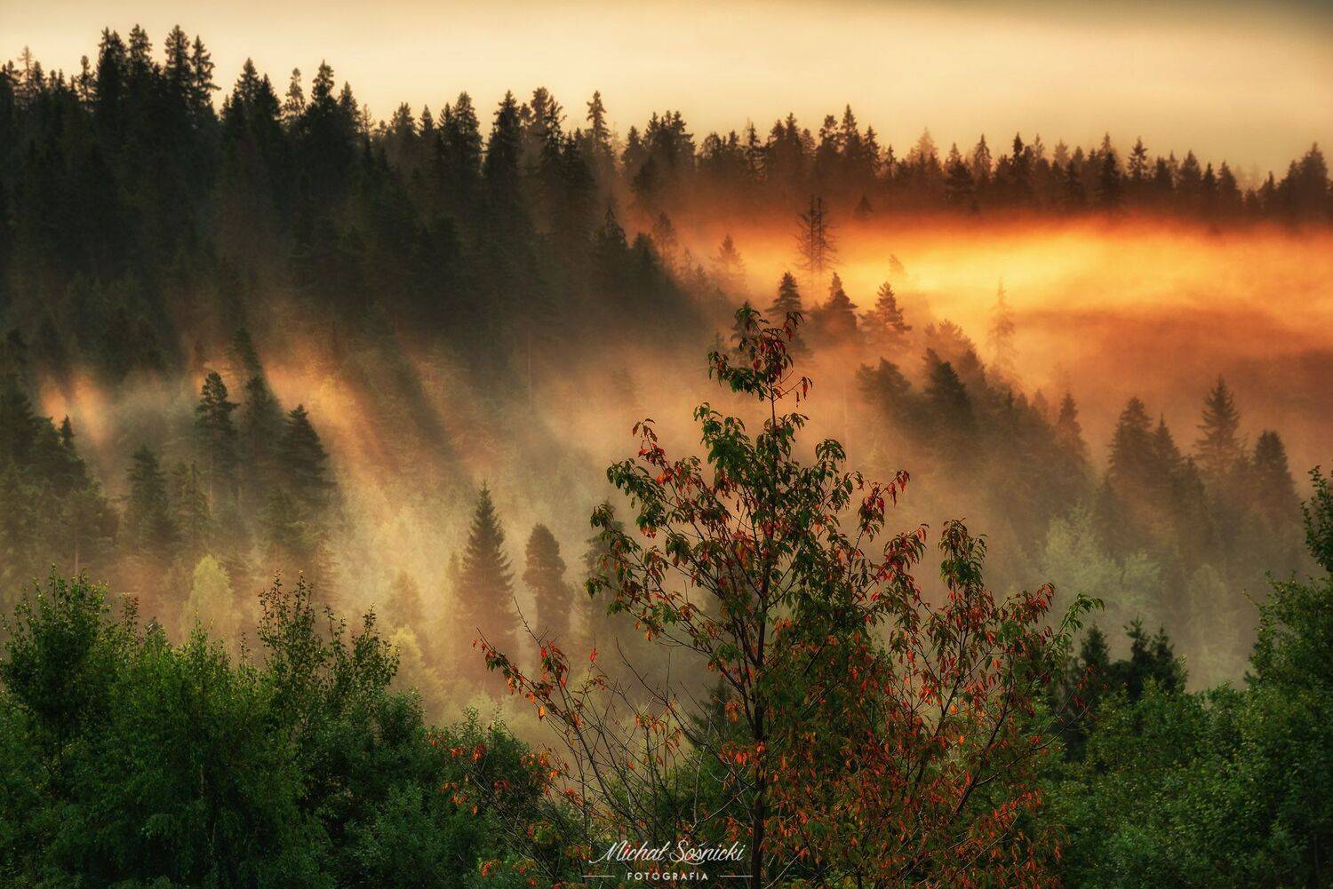 #tree #laser #fog #foggy #wood #nature #amazing #earth #pics #photo #best #poland, Michał Sośnicki