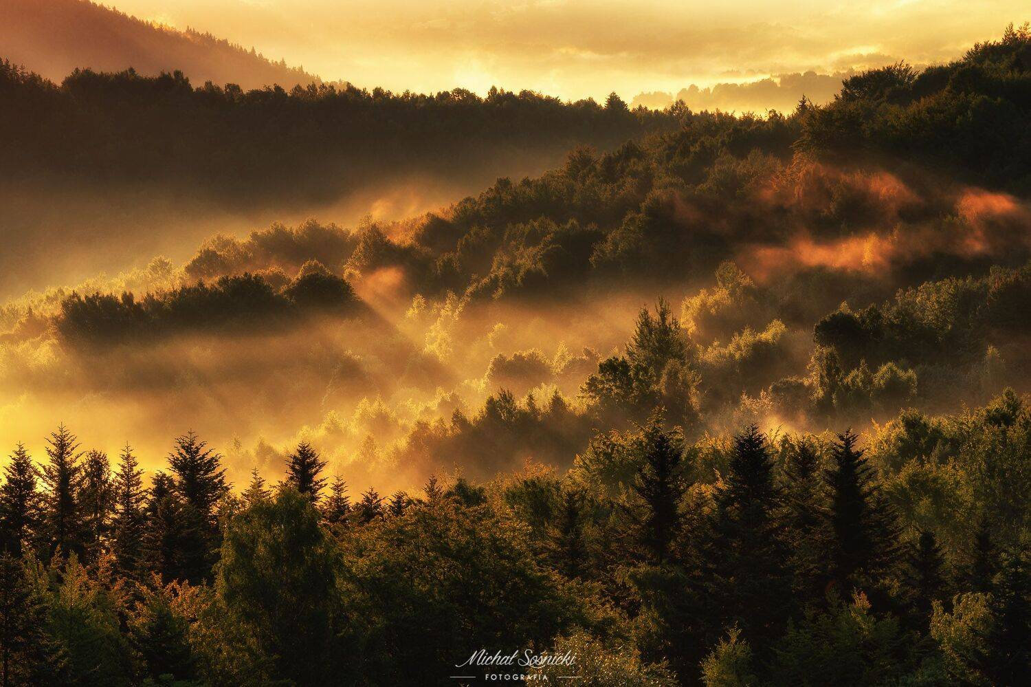#tree #laser #fog #foggy #wood #nature #amazing #earth #pics #photo #best #poland, Michał Sośnicki