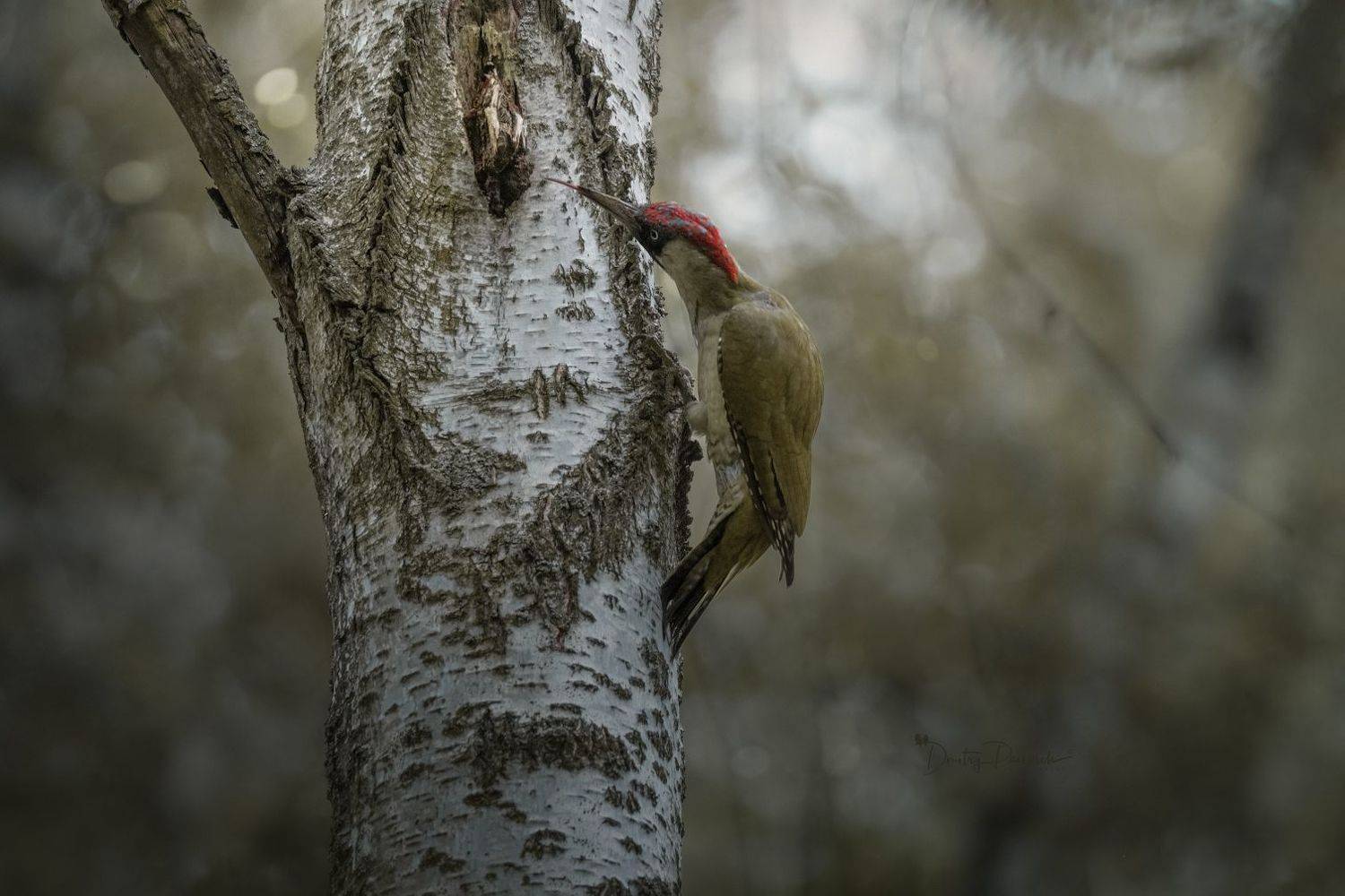 природа, лес, поля, огороды, животные, птицы, макро, Дмитрий Посевич