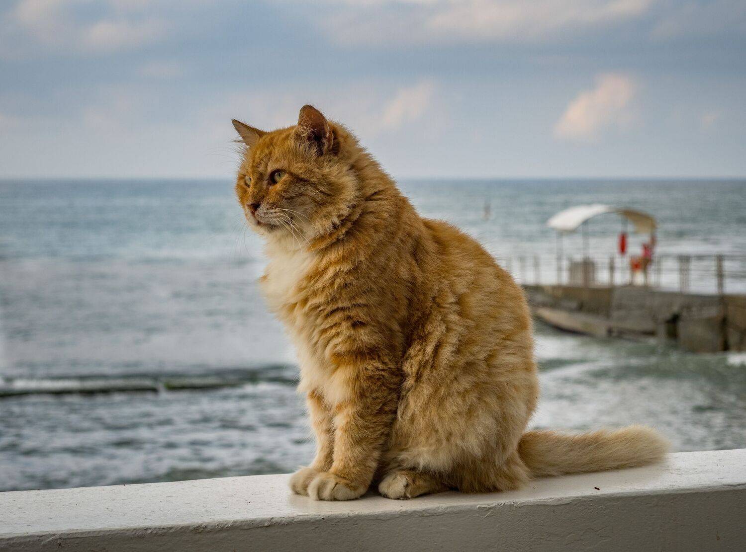 , Курлянцев Алексей