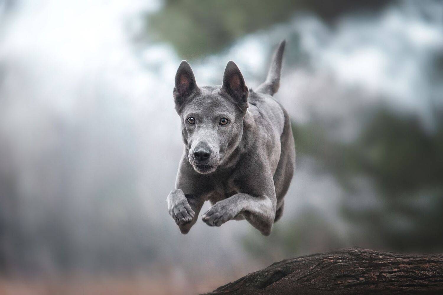 , Анна Вильховая