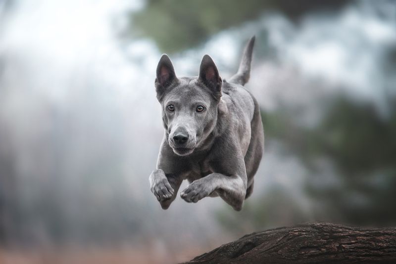 Rocket фото превью