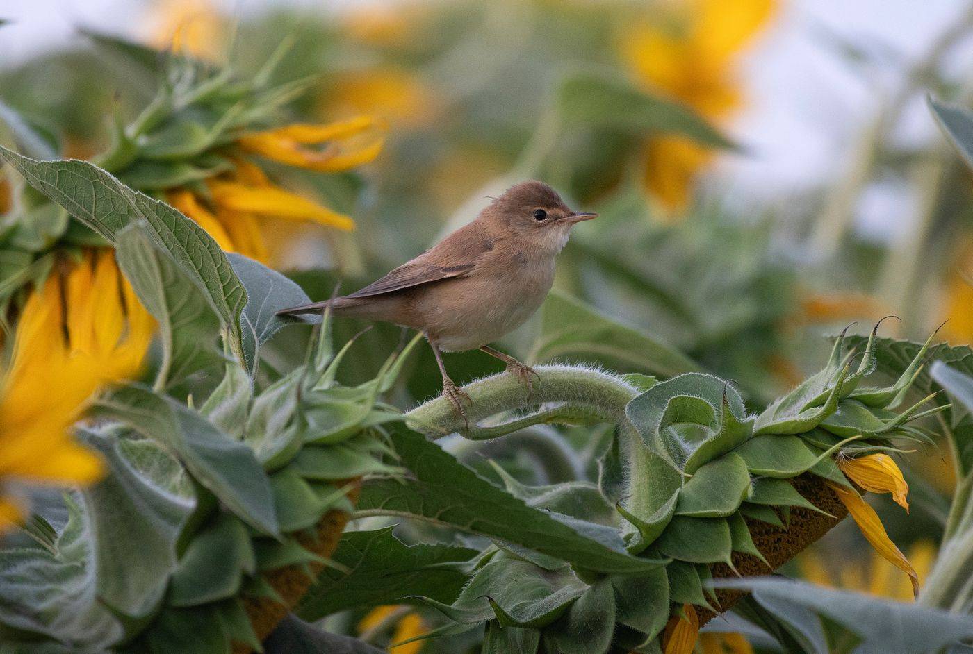 лето подсолнухи птица, Руслан Сигушин