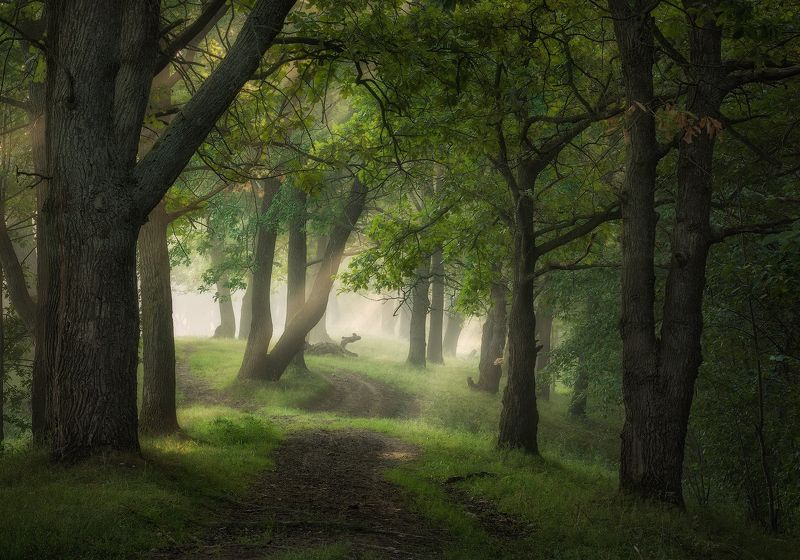 природа утро туман деревья По пути уходящего лета фото превью