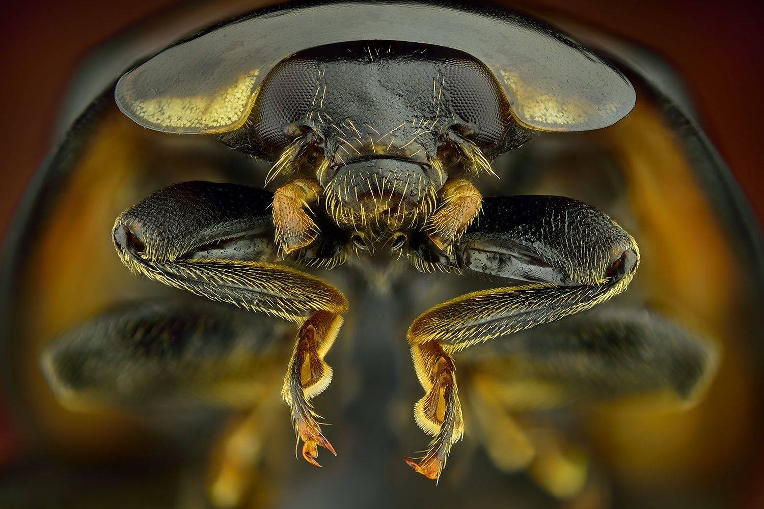 irass, waledzik, nat geo, olympus, close up, macro, extreme macro, макро, Ireneusz Irass Walędzik