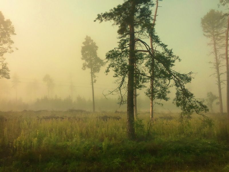 утро, туман  фото превью