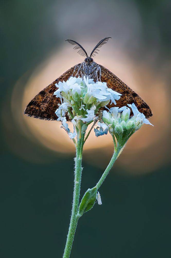 , Чепленко Алексей