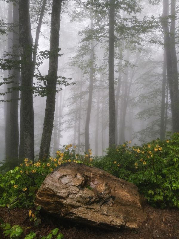 Дождь в лесу фото превью