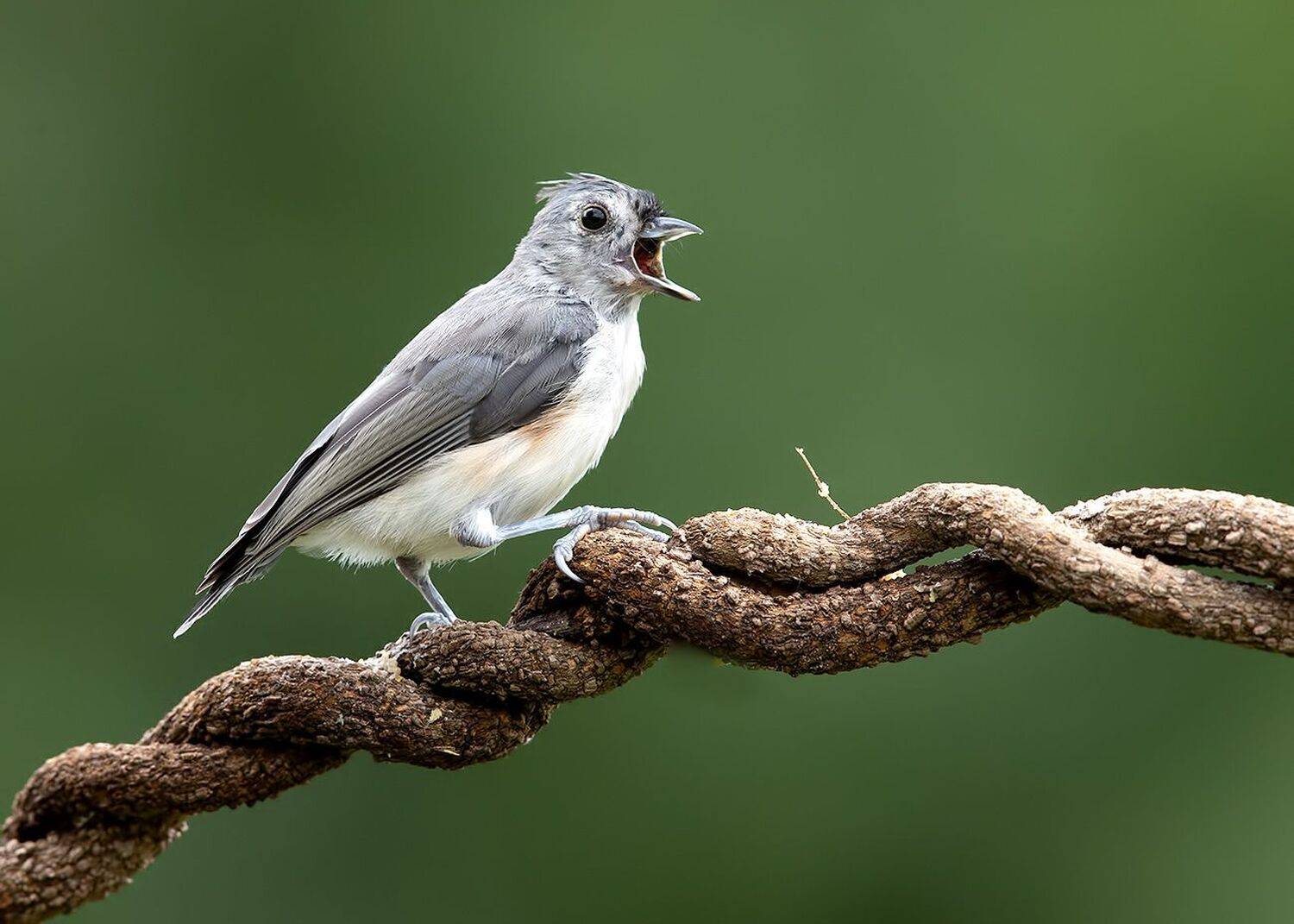 tufted titmouse, острохохлая синица,  синица,  titmouse, Elizabeth Etkind