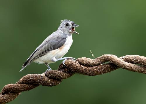 Tufted Titmouse -Острохохлая синица