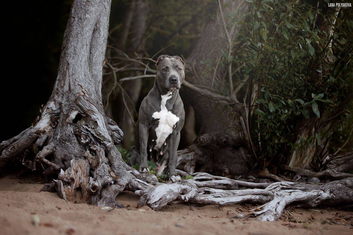собака, прайтер, голубой окрас, Лана Полякова