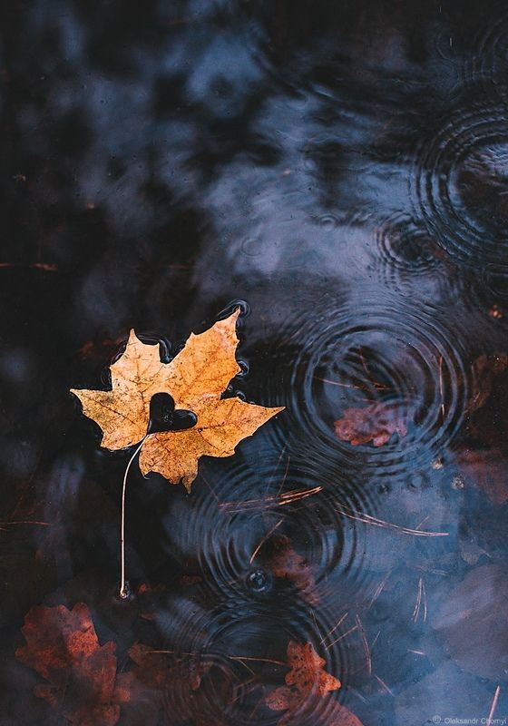 осень, кленовый лист, сердце, капли, любовь, нежность, \