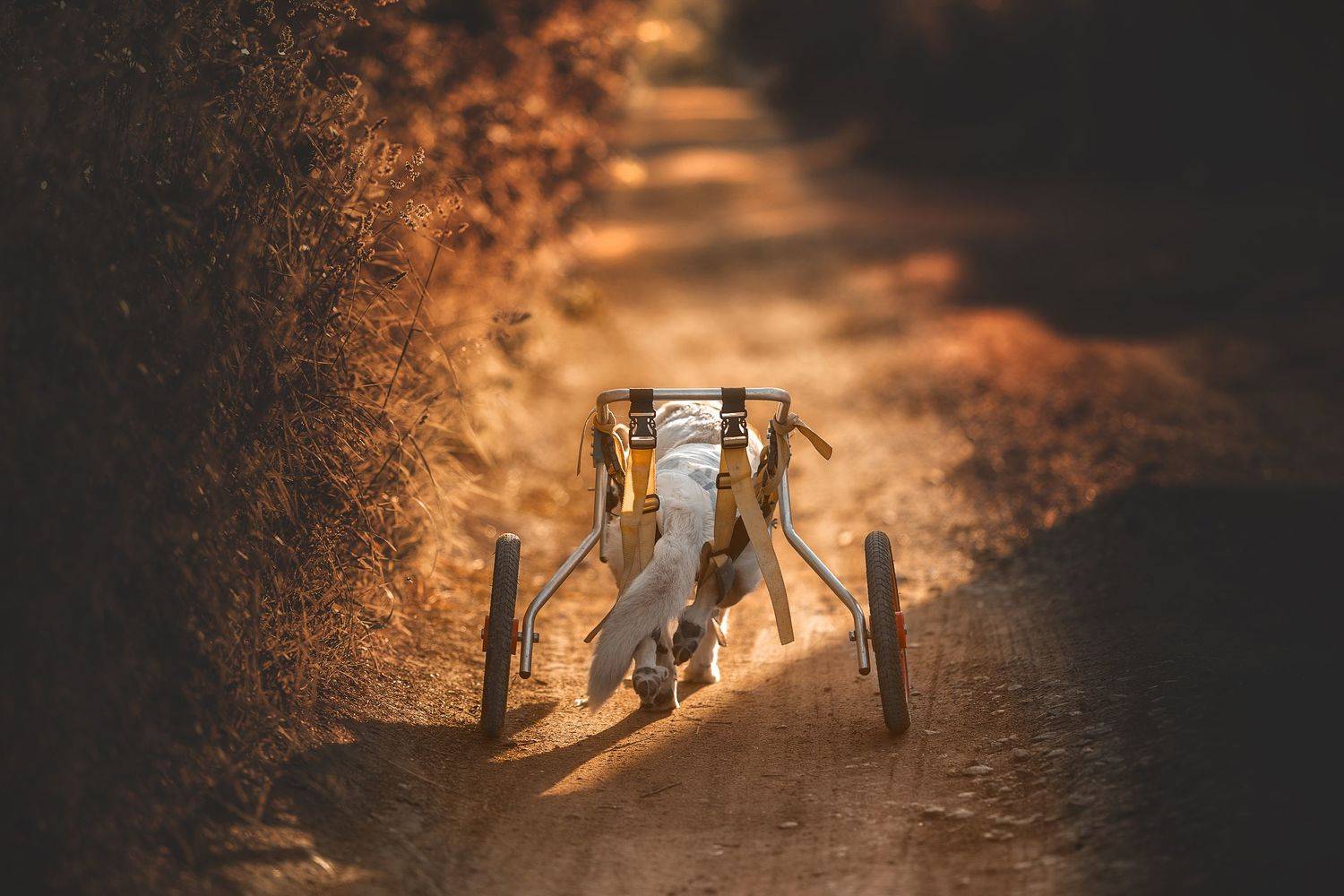 , Ольга Овчинникова