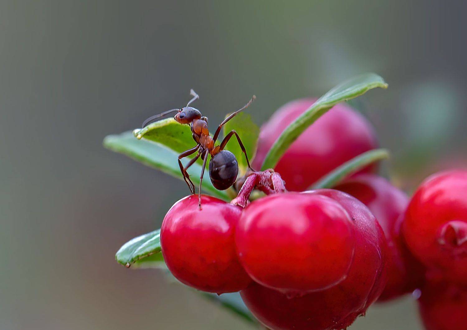 макро,природа,север,печора,коми,муравей,брусника, Игорь Триер
