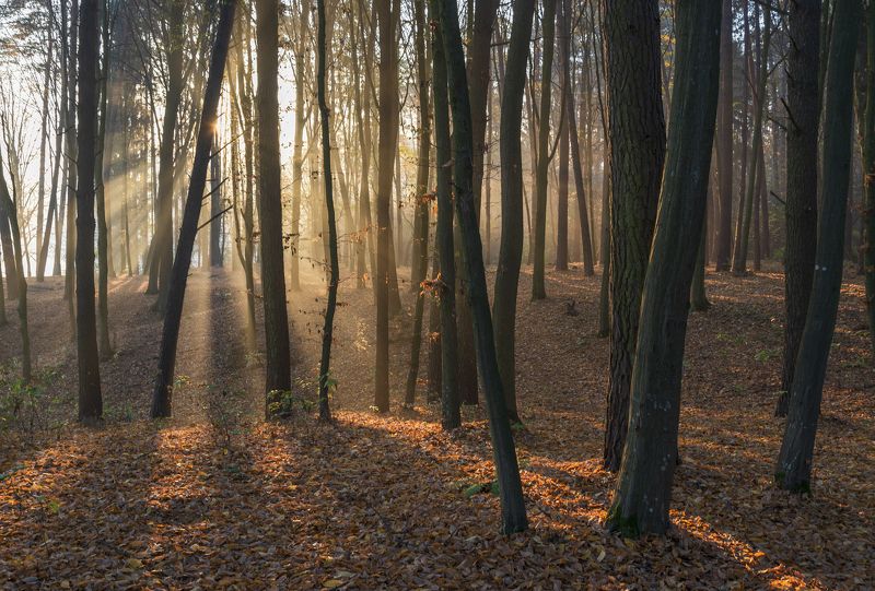 в октябрьском  лесу... фото превью