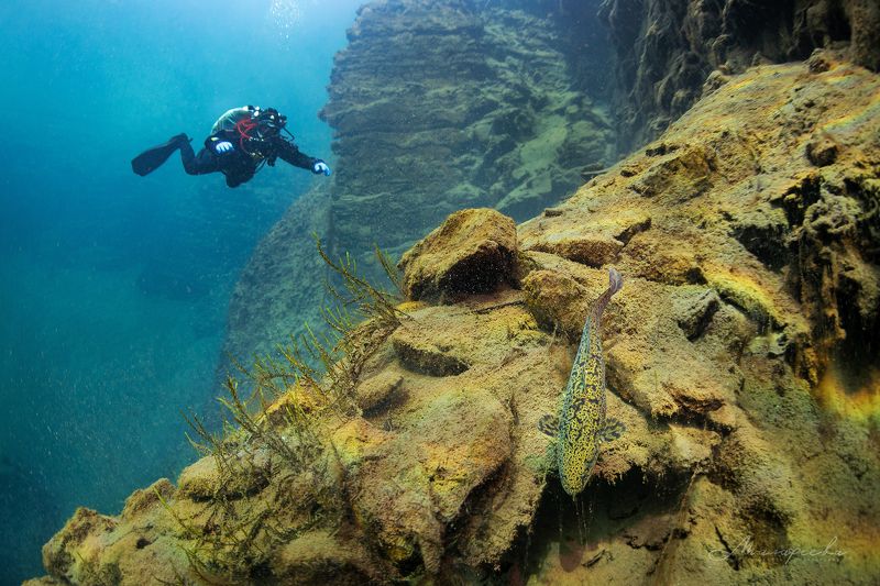 подводное фото, налим, вода, дайвер, источник В гостях у налима фото превью