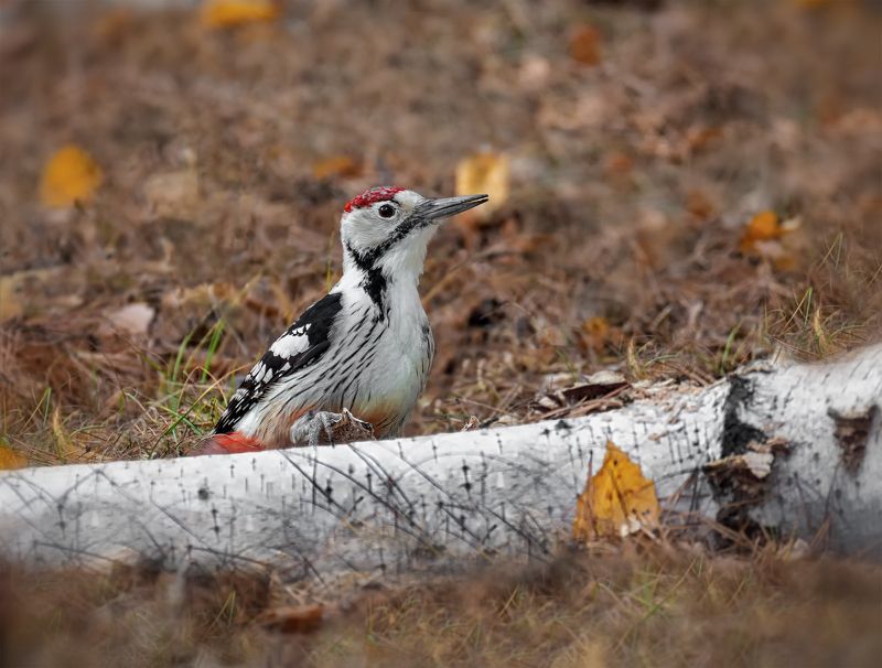 белоспинный, дятел.. Белоспинный дятел.. фото превью