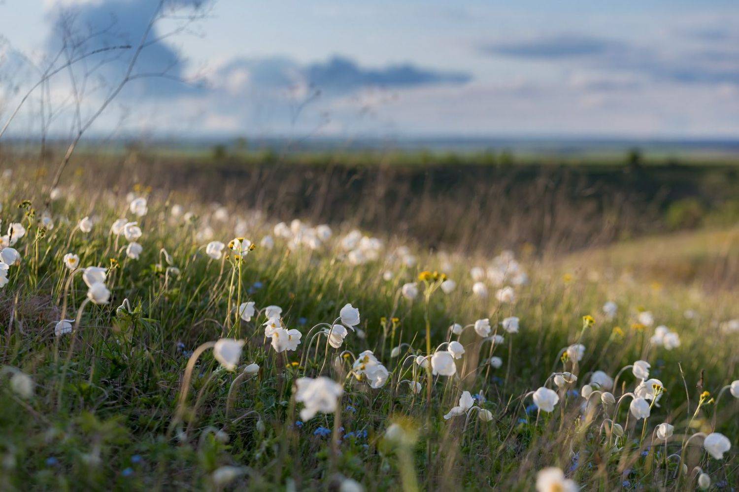 ветреница, весна, первоцветы, цветы, flowers, primulas, anemone, пейзаж, закат, Алексей Юденков
