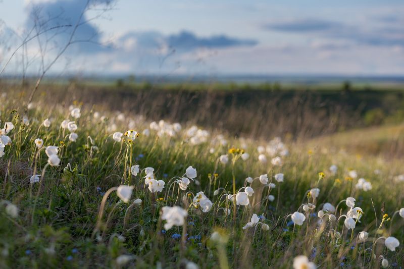 ветреница, весна, первоцветы, цветы, flowers, primulas, anemone, пейзаж, закат Ветреница фото превью