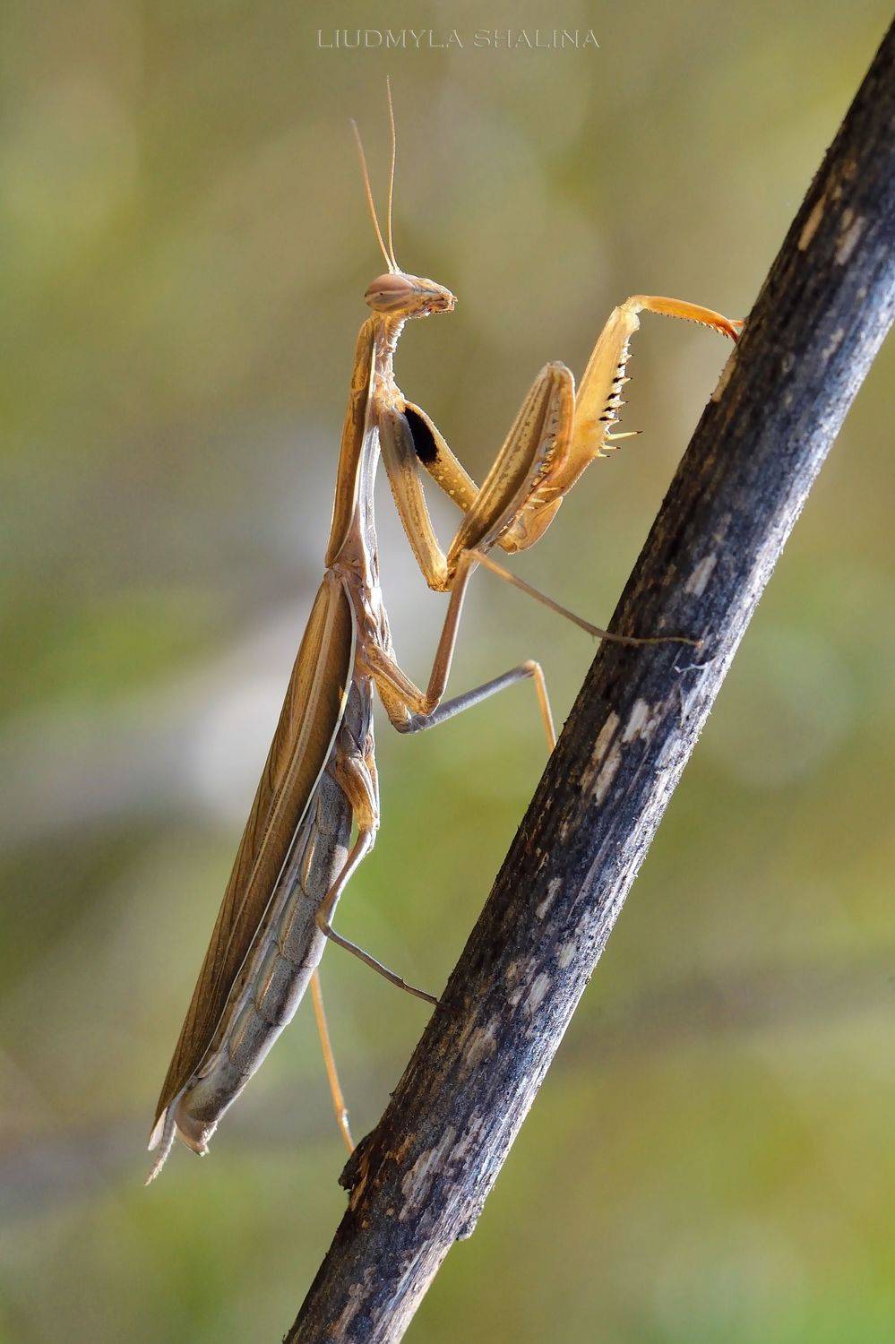 , Людмила Шалина