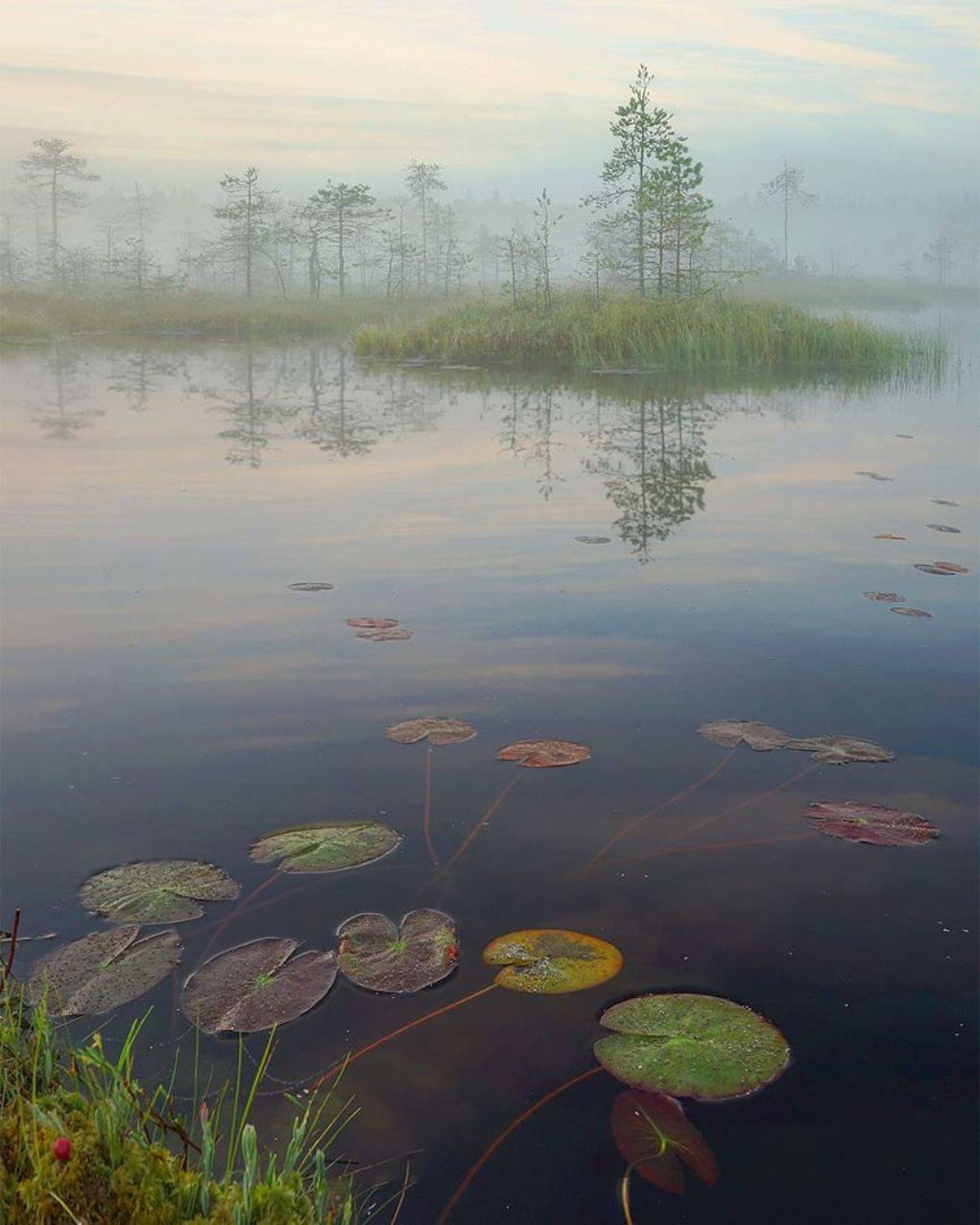 болото, утро, туман, Петр Косых