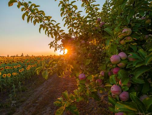 Урожай яблок