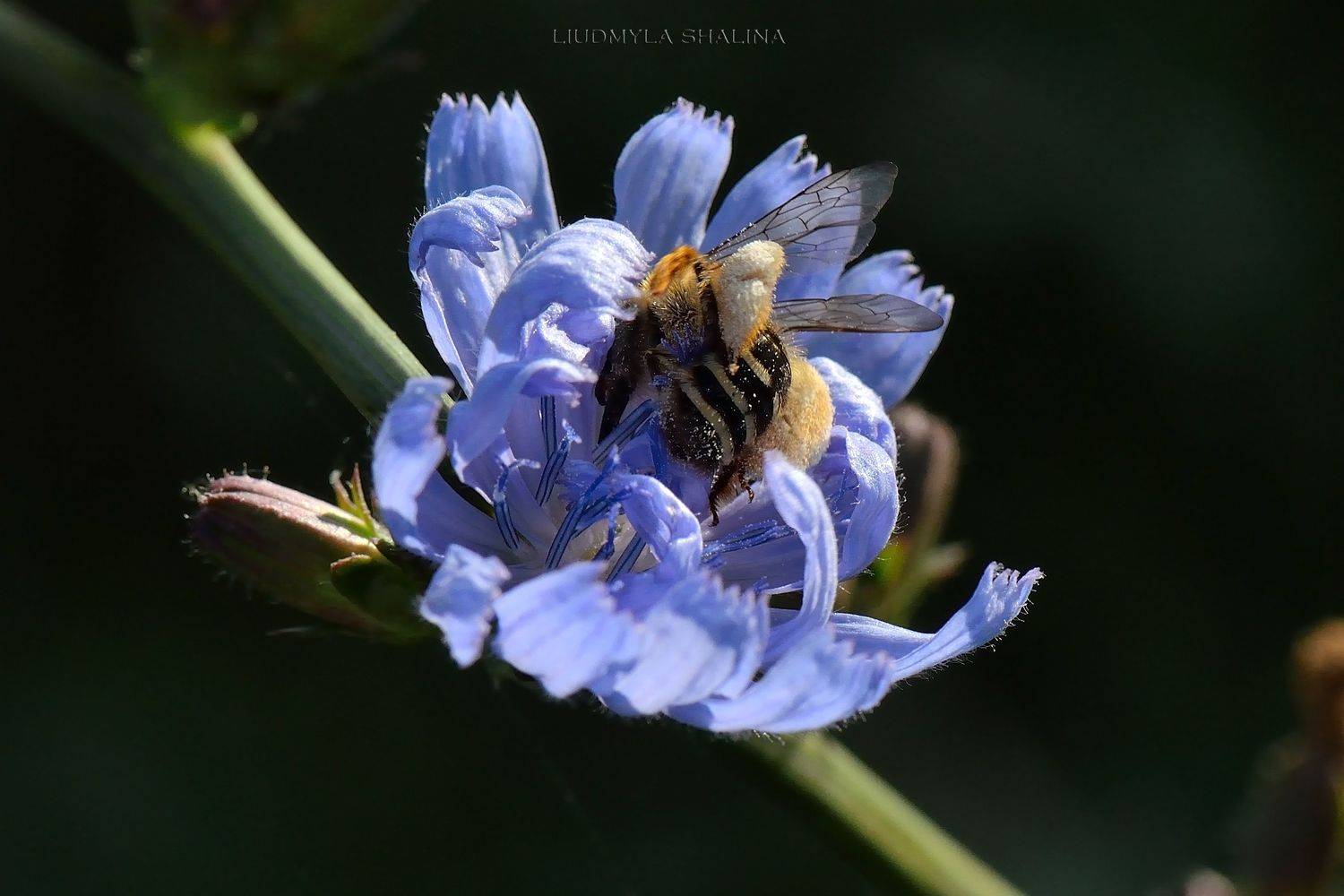 , Людмила Шалина