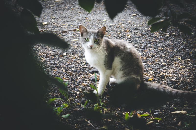Кошка на улице Чапаева фото превью