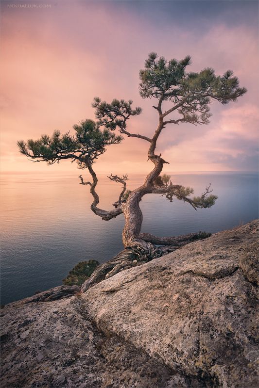 Tree фото превью