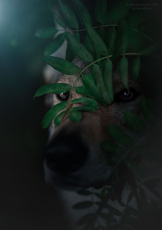 Кто страшный и большой наблюдает за тобой... фото превью