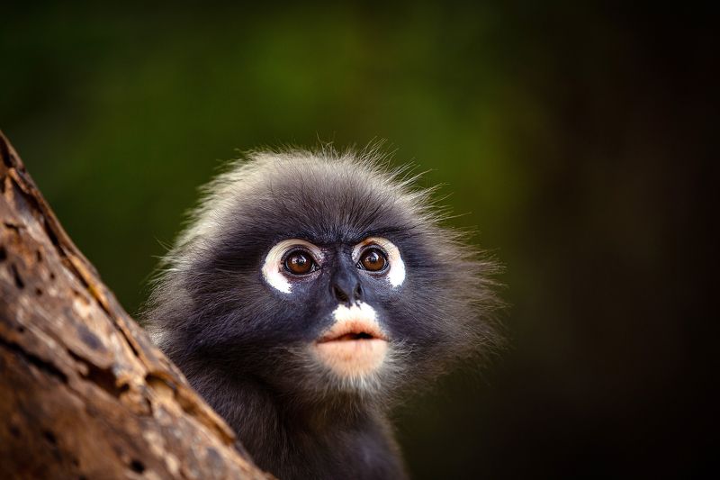 nature, outdoors, dusky leaf monkey, animals, wildlife, обезьяна, очковый тонкотел, животные, приматы, мартышка Пристальный взгляд фото превью
