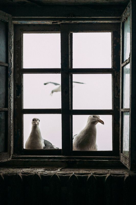 Чайки на маяке  фото превью