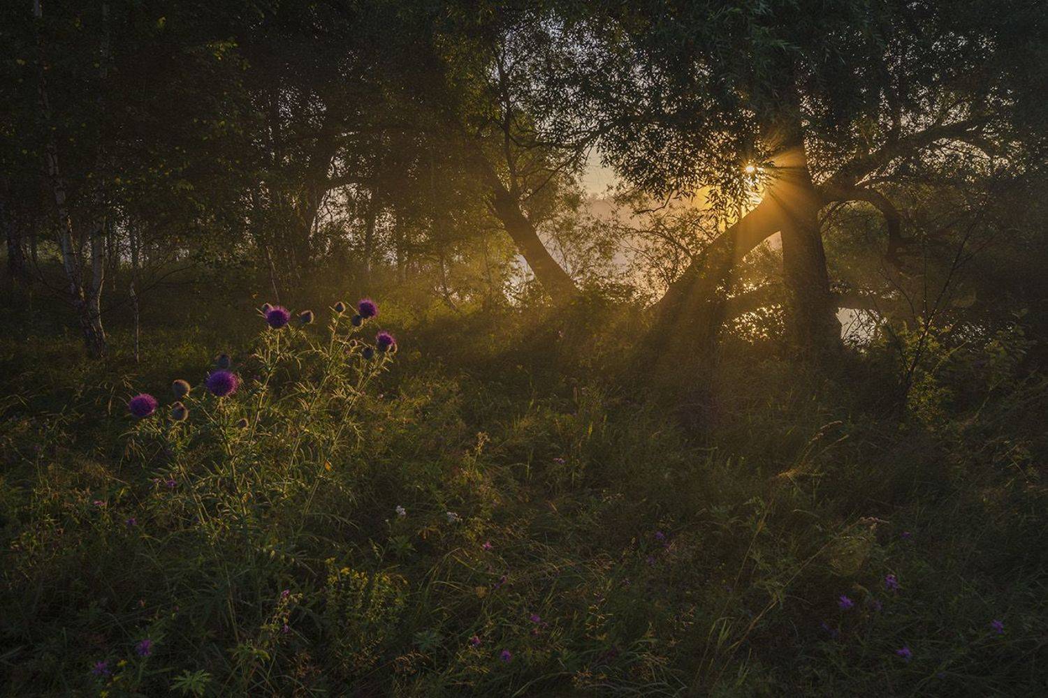 лето, утро, чертополох, Михаил Агеев