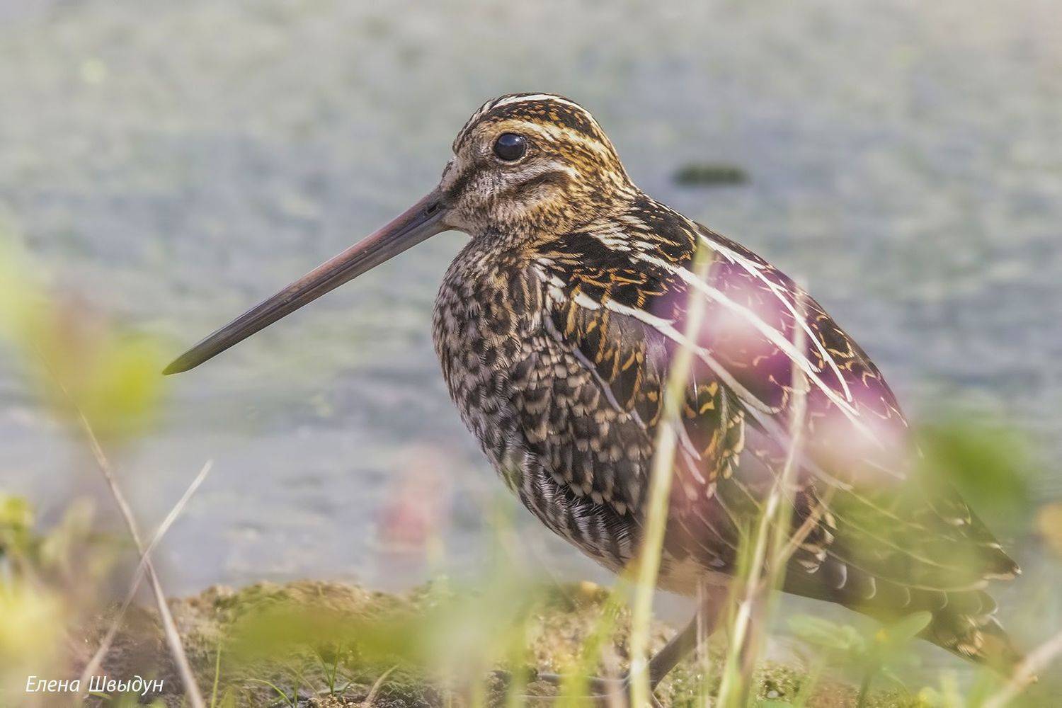 bird of prey, animal, birds, bird,  animal wildlife,  nature,  animals in the wild, common spine, бекас, Елена Швыдун
