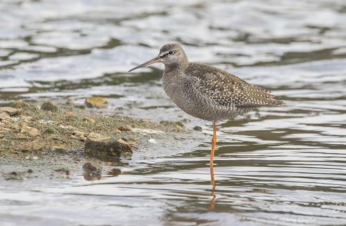 Spotted redshank