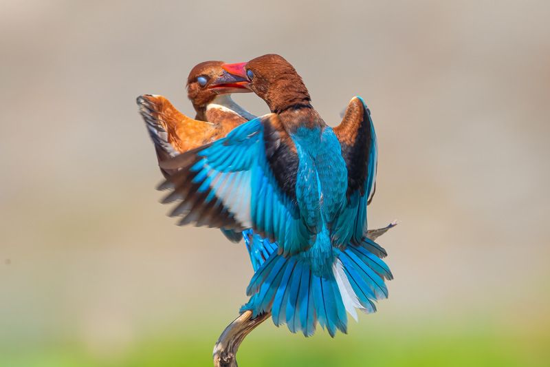White-throated Kingfisher 4 фото превью