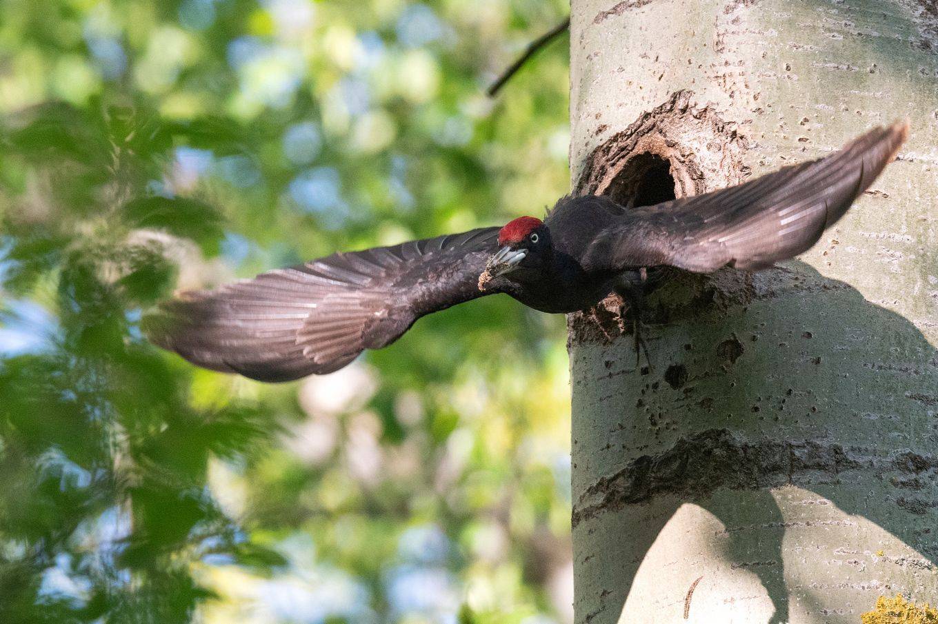 чёрный дятел желна, Руслан Сигушин
