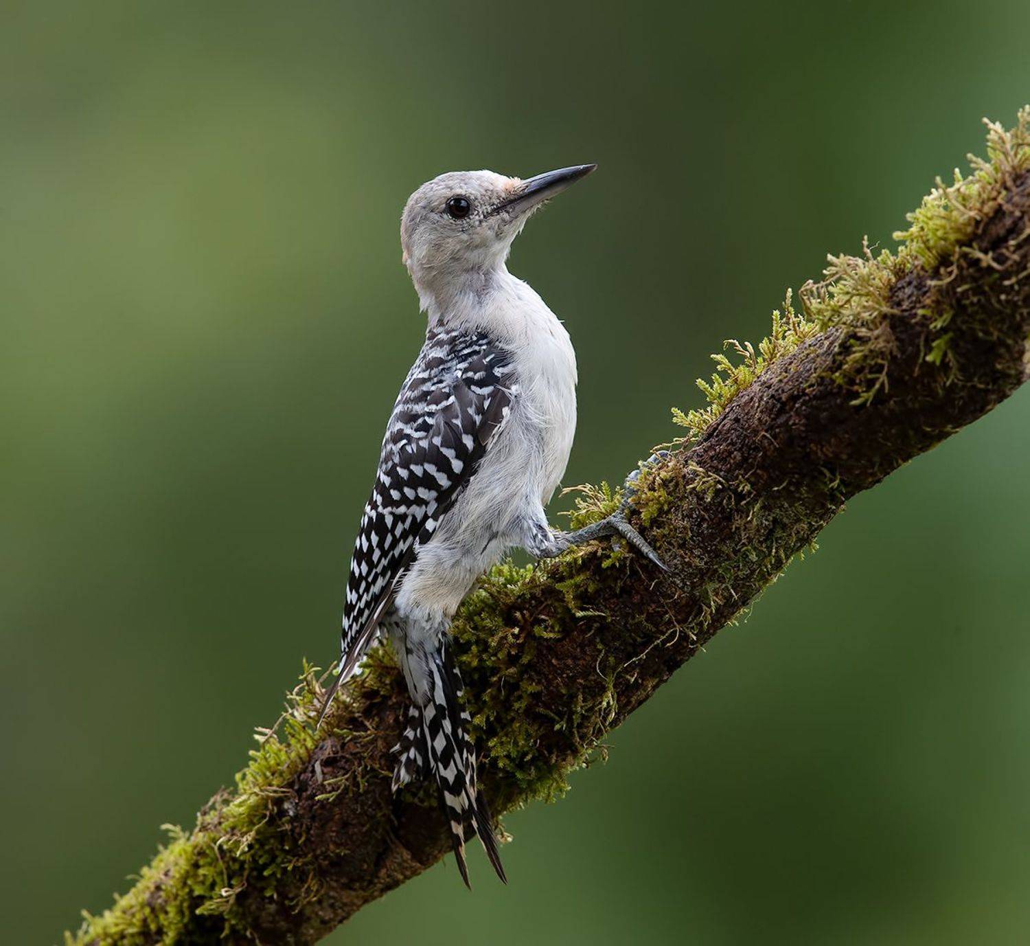 дятел, каролинский меланерпес, red-bellied woodpecker, woodpecker, Elizabeth Etkind