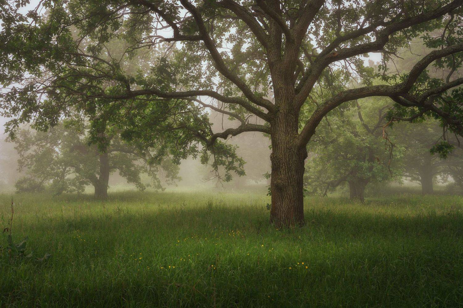 , Григорий Бельцев