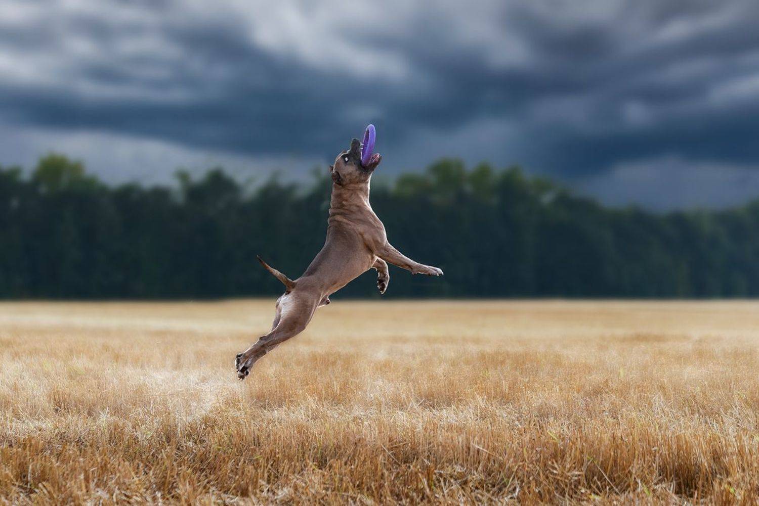 собака, животное, dog, с, Евгений Крутиков