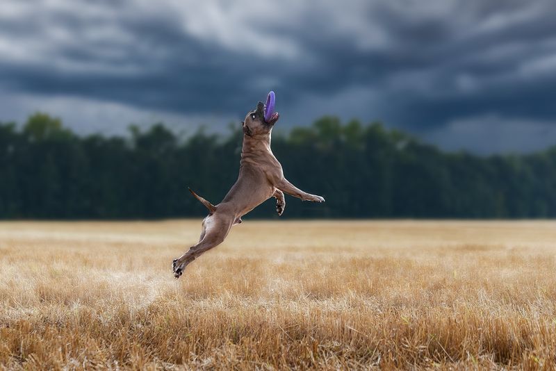 собака, животное, dog, с Полёт Арчи фото превью