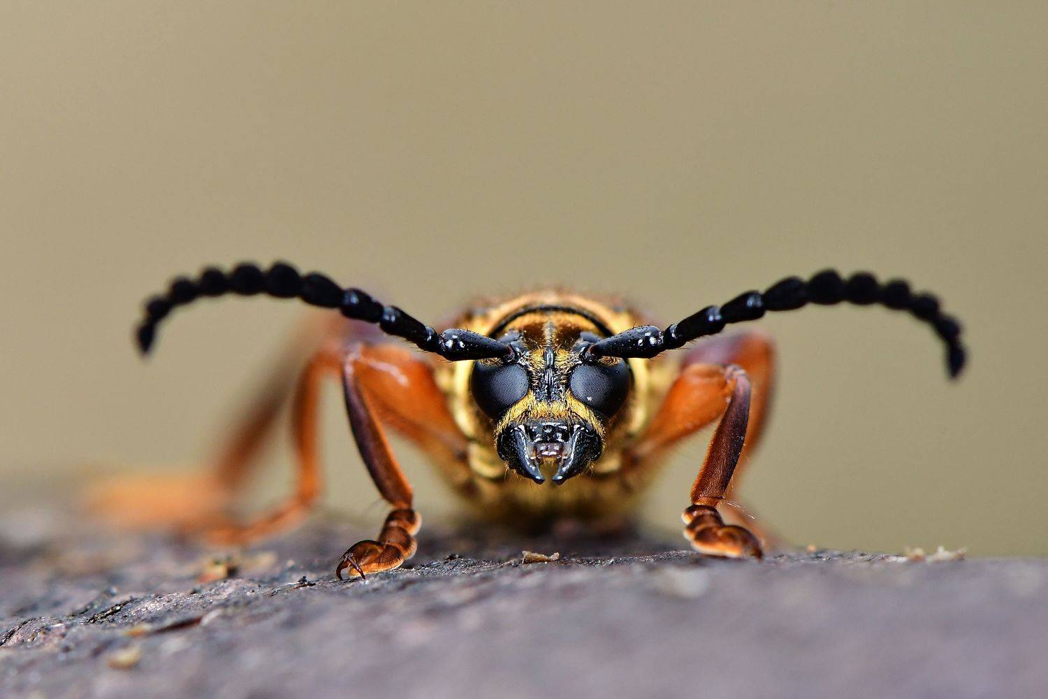 denis moura, mogi das cruzes, brasil, Moura Denis
